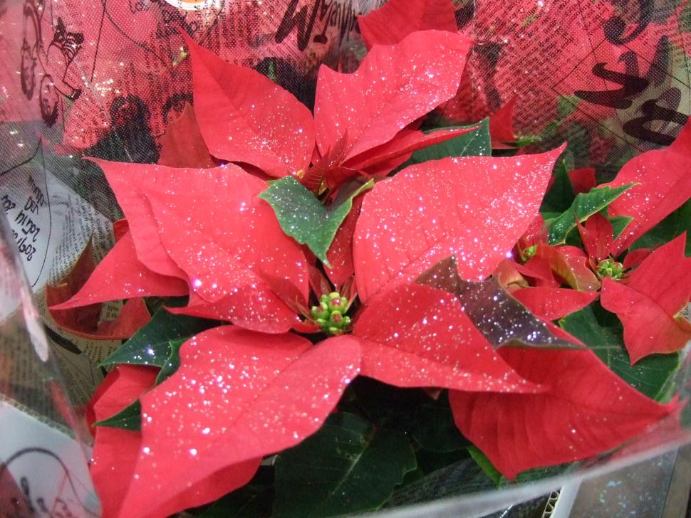 ポインセチア
