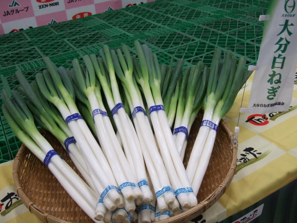 白ねぎ現物