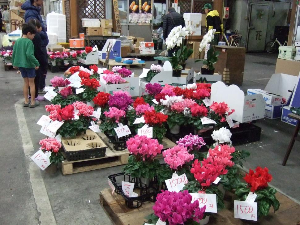 シクラメン販売