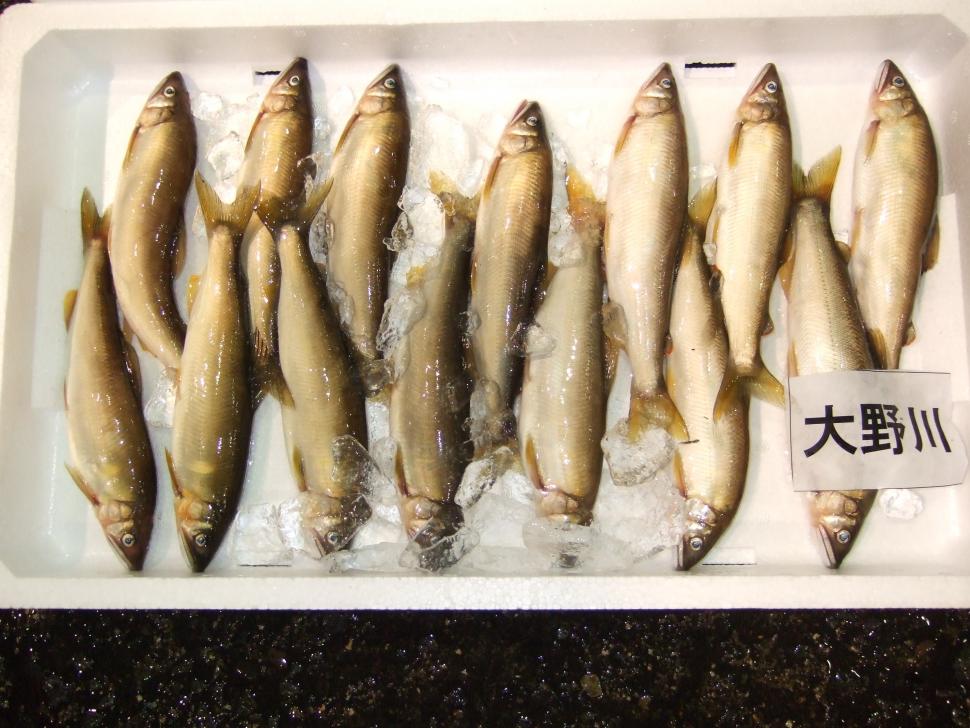 アユ現物2