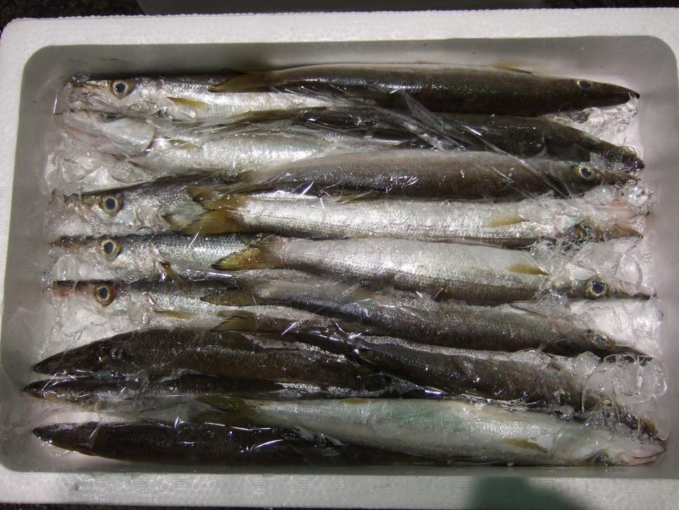 カマス