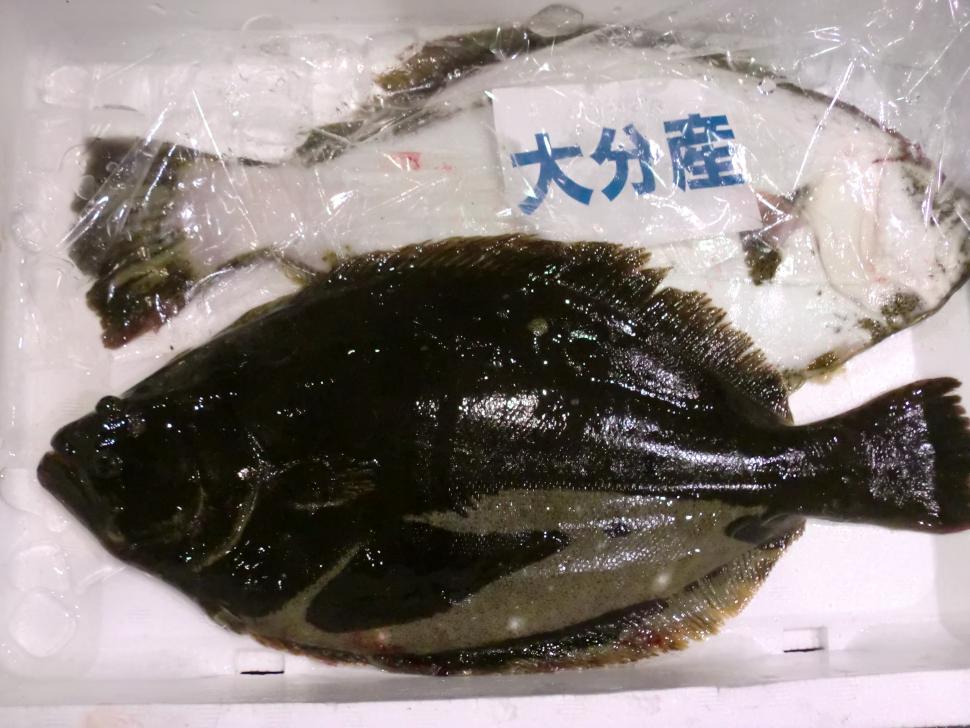 ヒラメ