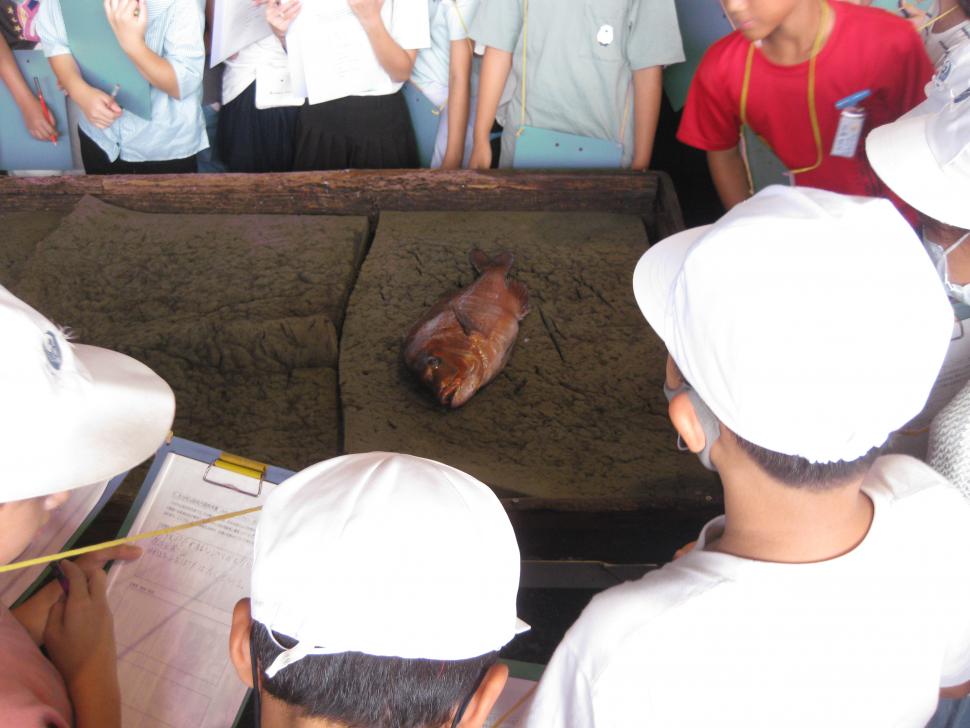 社会見学鮮魚