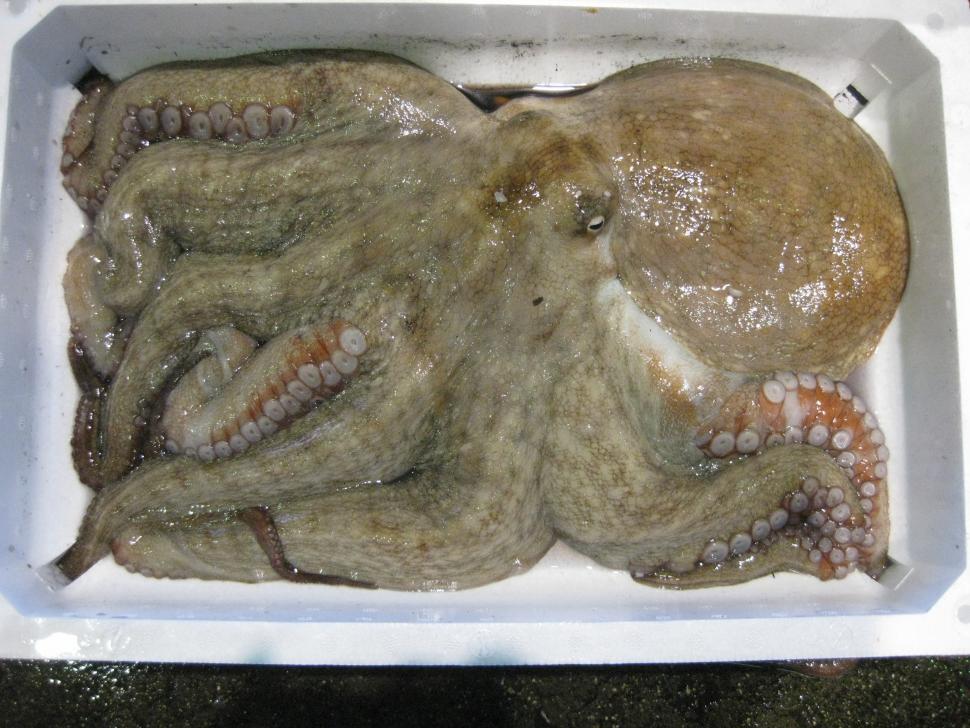 タコ