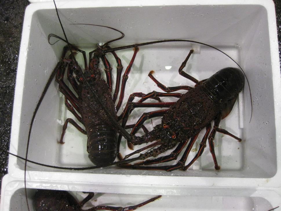 大きなイセエビ