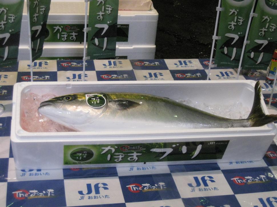 かぼすブリ現物
