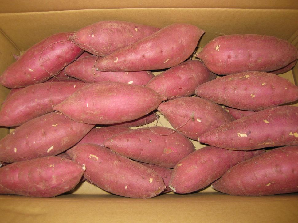 甘太くん現物