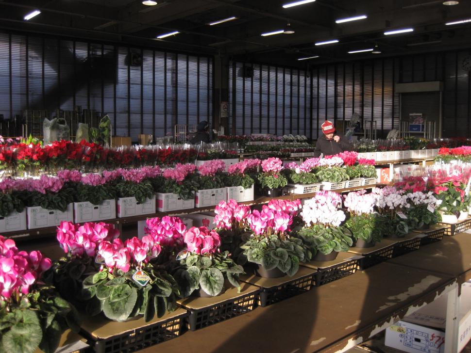 鉢花のセリ場
