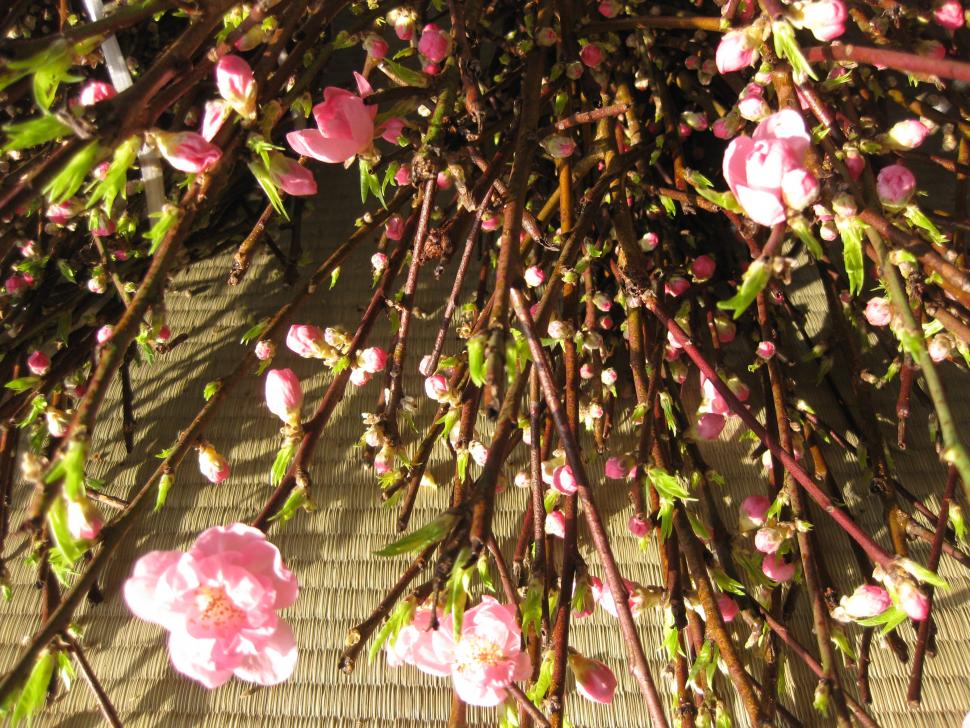 桃の花