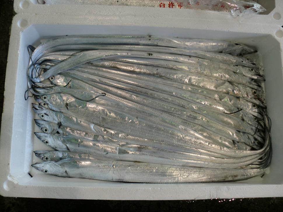 太刀魚荷姿