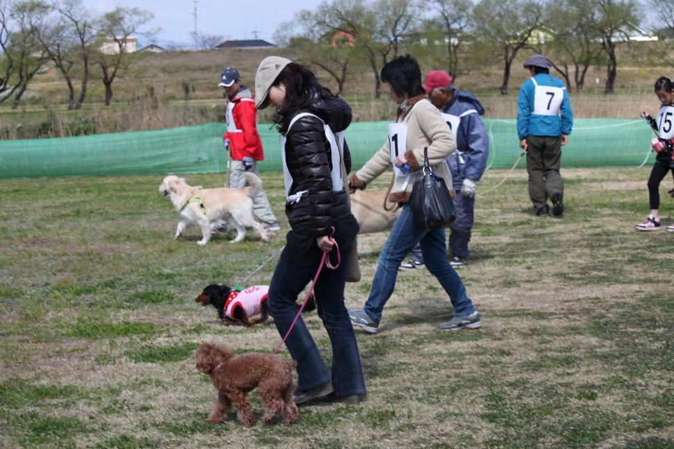 愛犬しつけ教室の画像