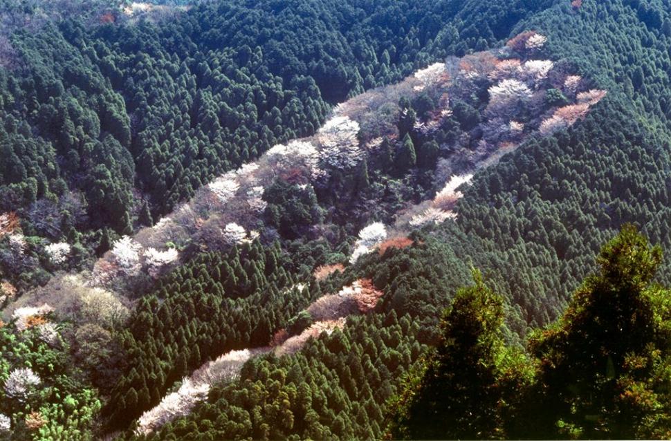 尾根を駆ける山桜の画像