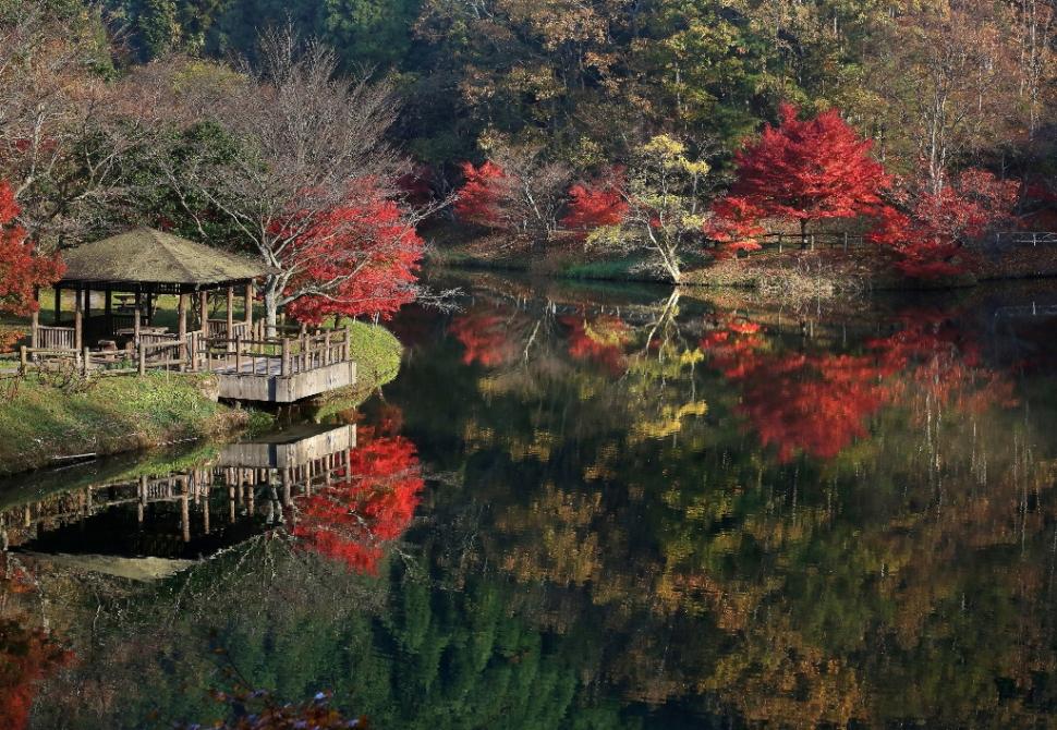 水鏡秋彩の画像