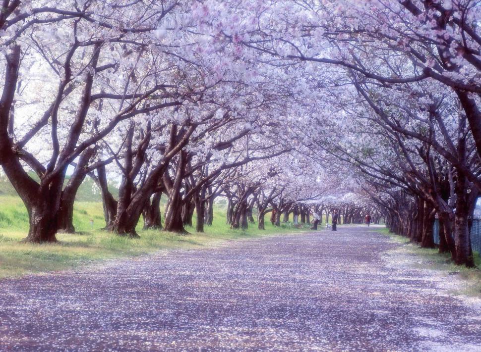 満開の桜並木の画像