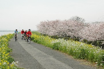 大野川沿い鶴崎橋付近の桜並木の画像