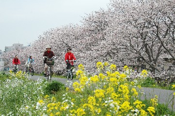 乙津川沿い別保橋付近の桜並木の画像