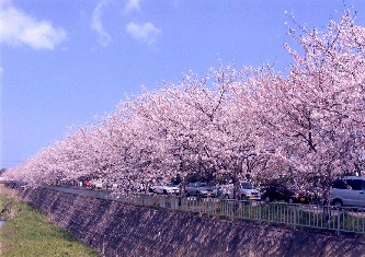 放水路沿いの桜並木の画像
