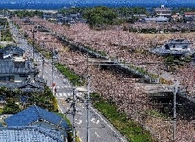 放水路沿いの桜並木と浜公園の桜の画像