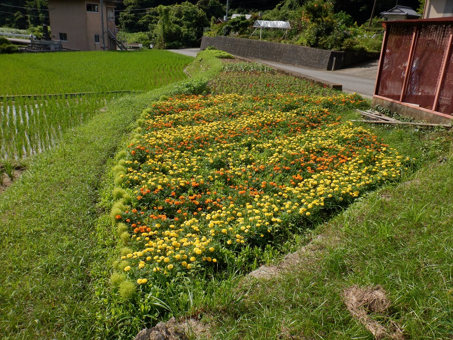黄色とオレンジのマリーゴールドが交互に植えられている広内育苗センターの写真