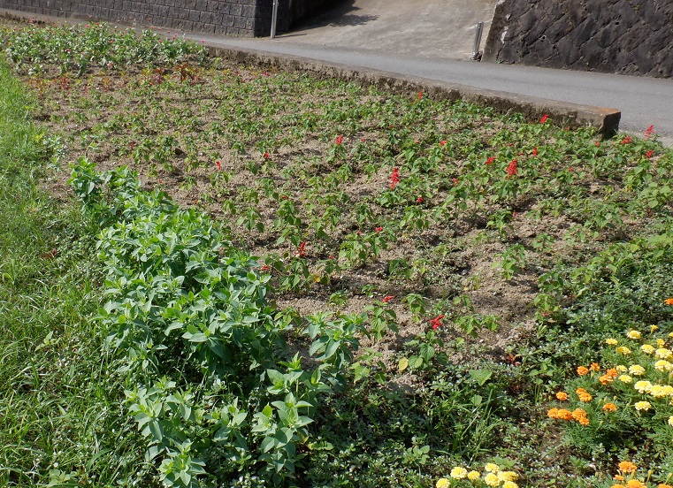 サルビアが植えられている広内育苗センターの写真