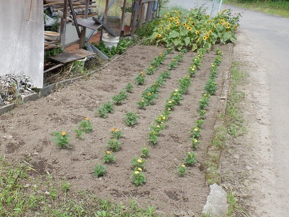 マリーゴールドが植えられている杵河内育苗センターの写真