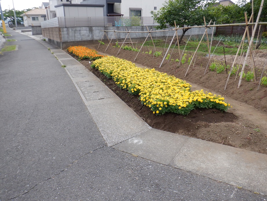 マリーゴールドが植えられている里育苗センターの写真