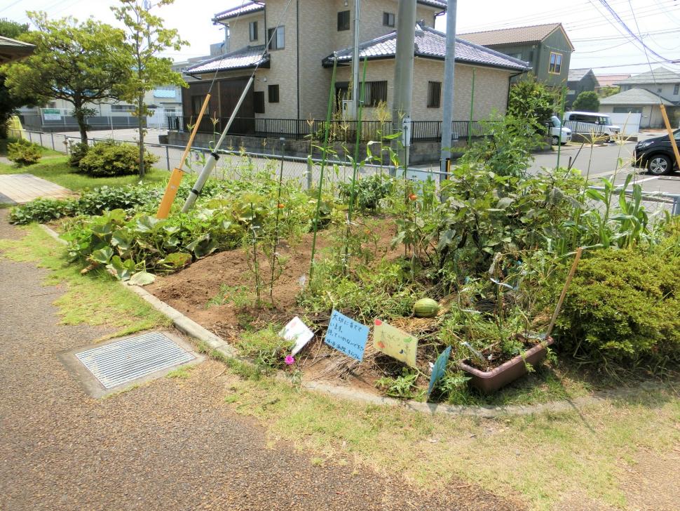 農園の様子