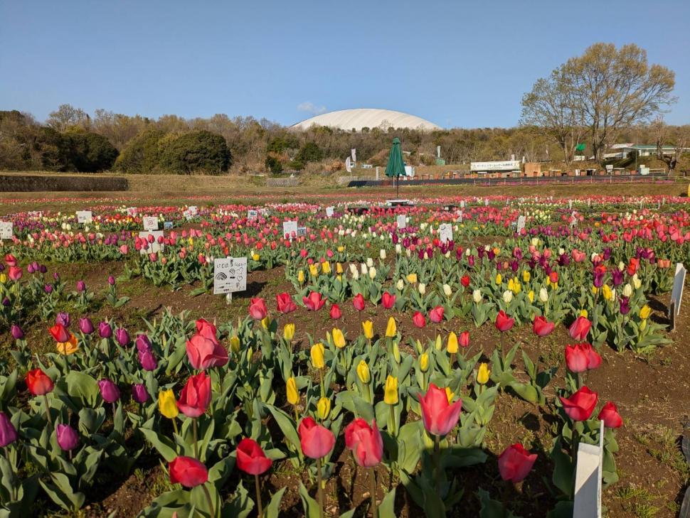おかばる花公園チューリップ