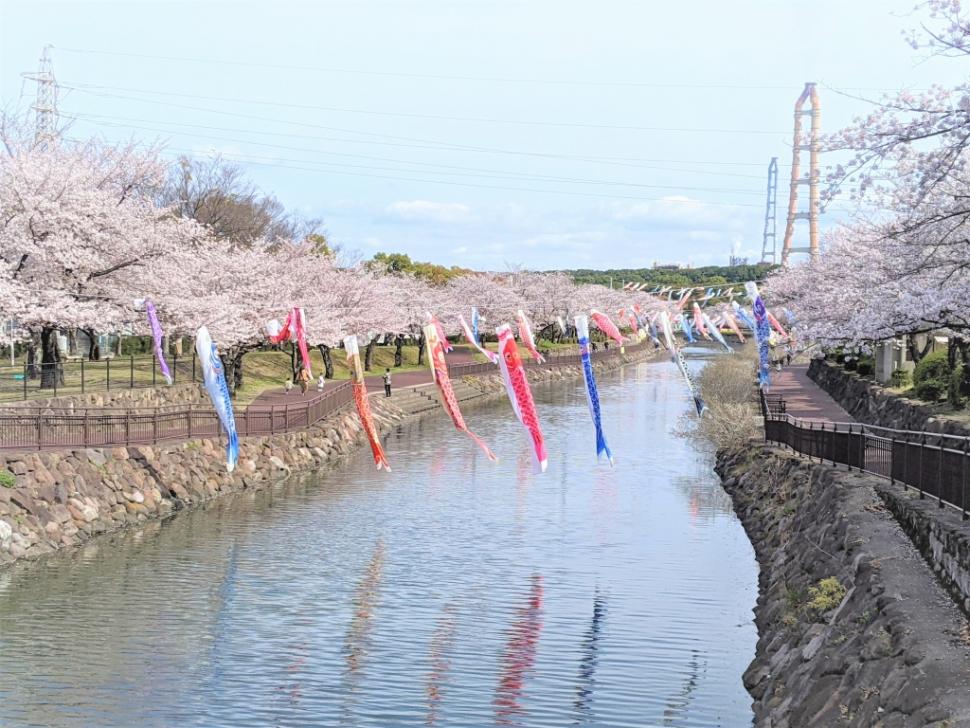 平和市民公園の桜とこいのぼりの写真