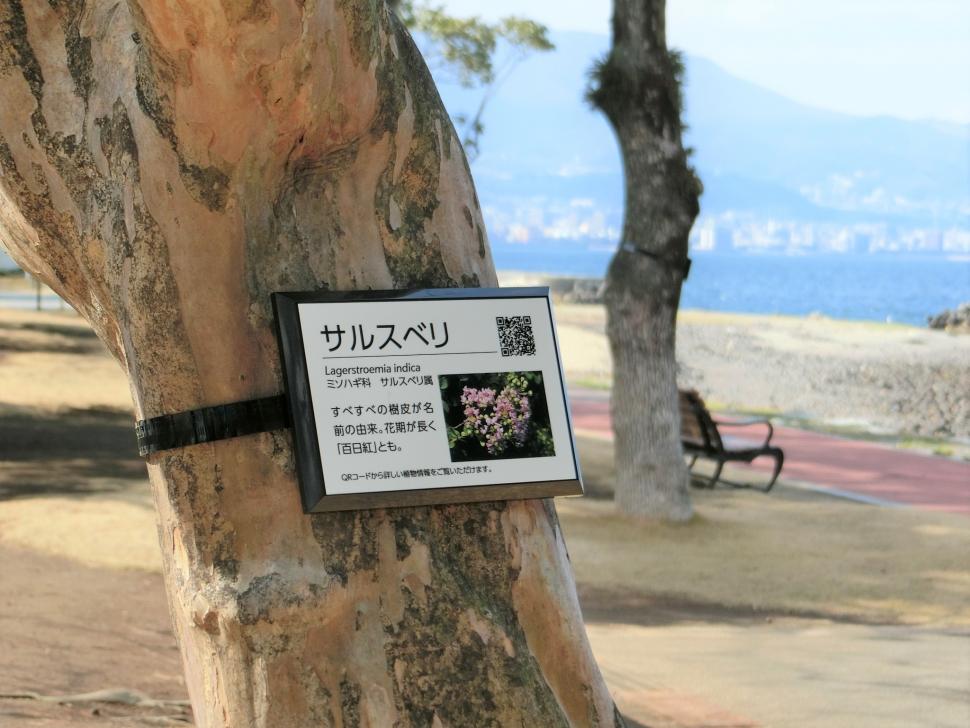 田ノ浦ビーチ樹名板写真