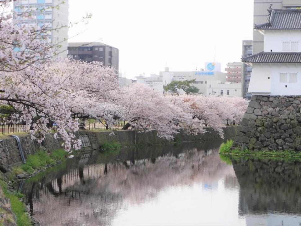 大分城址公園の桜と堀の写真
