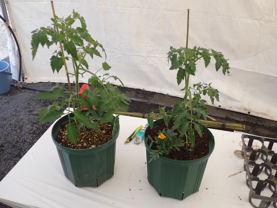 ミニ菜園教室作品