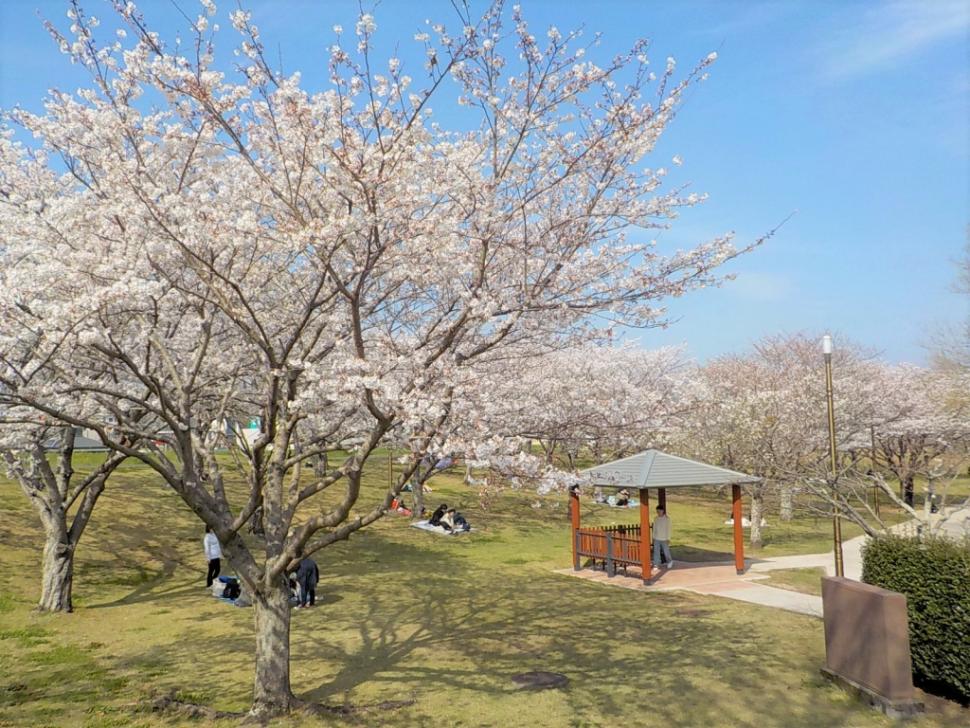 七瀬川自然公園桜つつみの写真