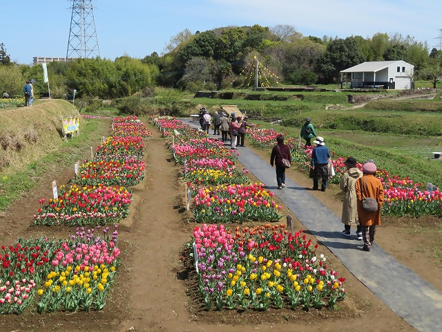 おかばる花公園チューリップ写真