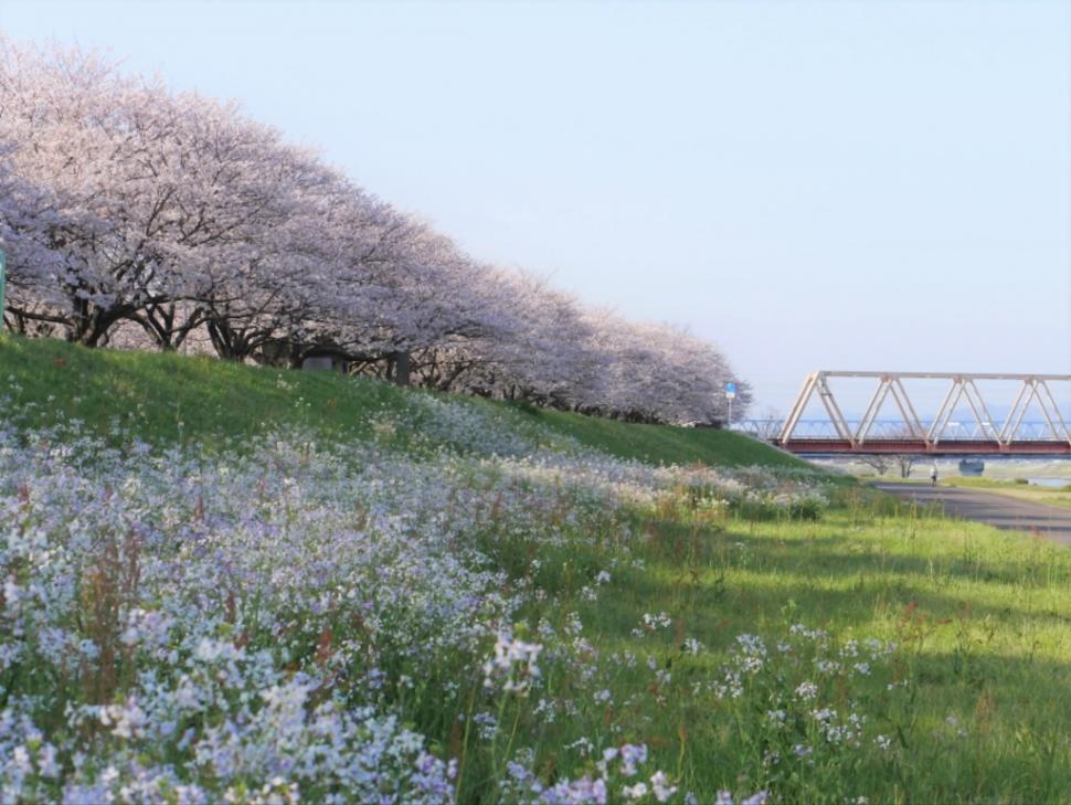 大野川右岸緑地の桜と鉄橋の写真