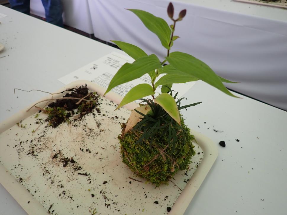 kokedama