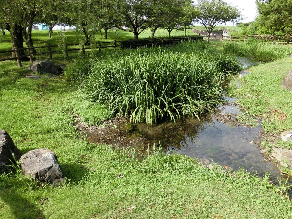 七瀬川自然公園池の写真