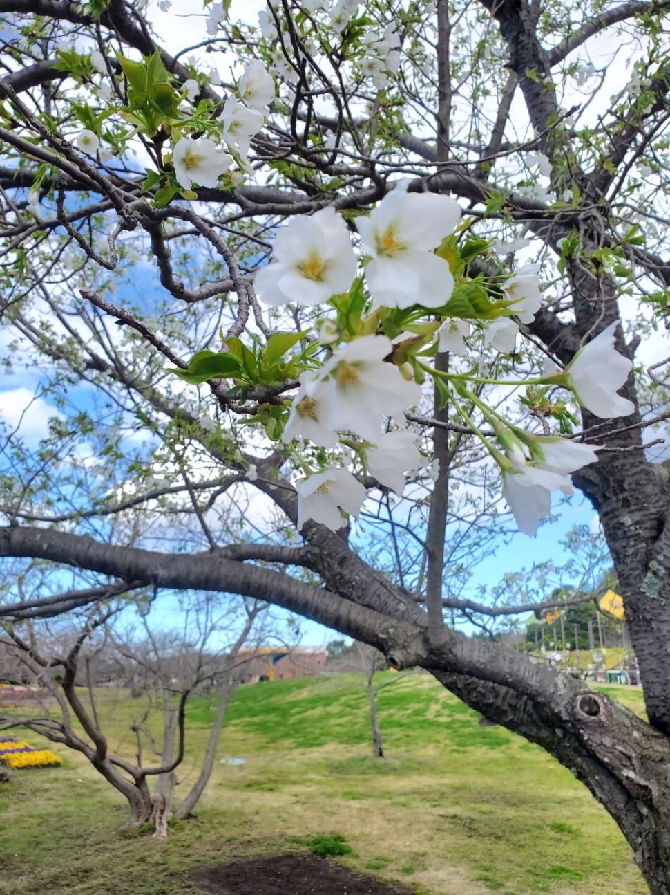 七瀬川自然公園桜堤の写真