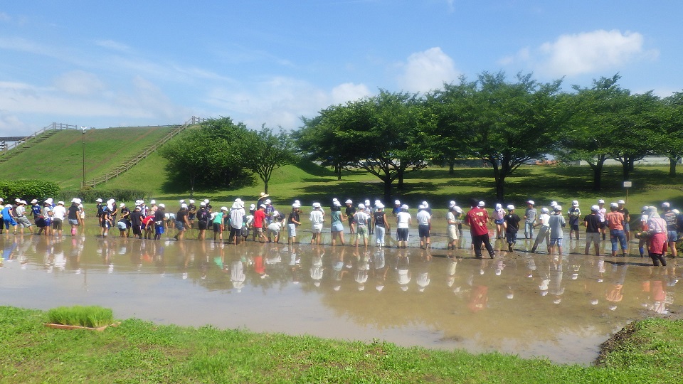 七瀬川自然公園田植えの様子の写真