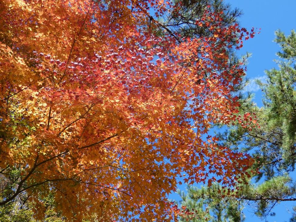 紅葉の様子です