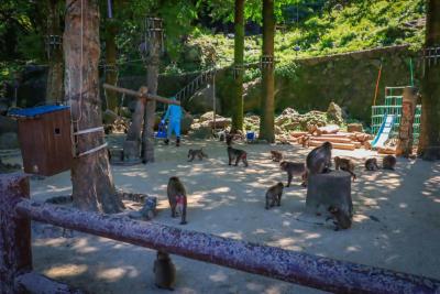 高崎山のサル