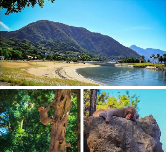 高崎山とニホンザル