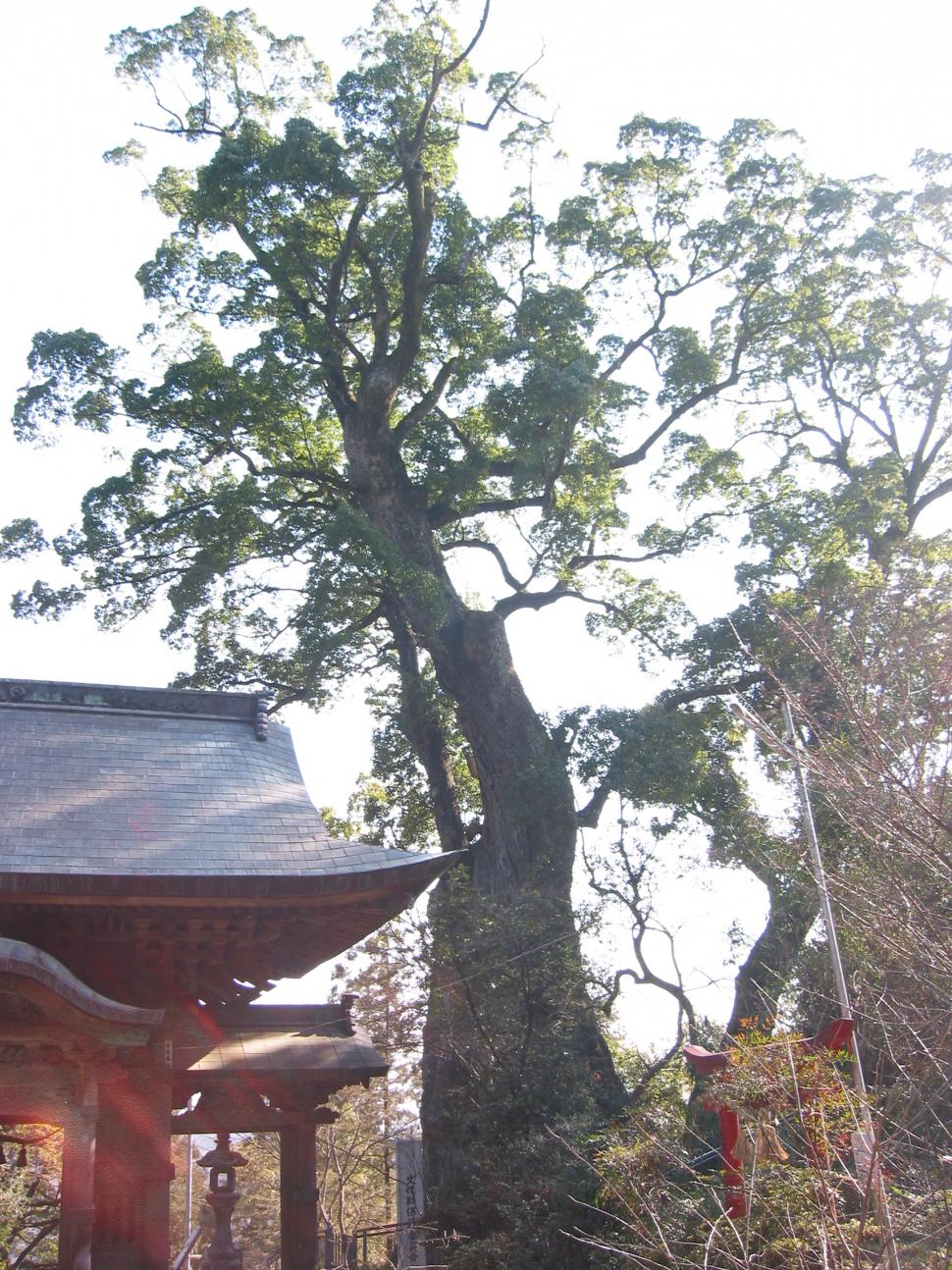 柞原八幡宮の楠