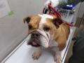 犬の正面からの写真