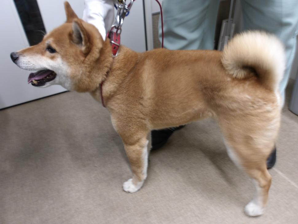 犬の正面からの写真