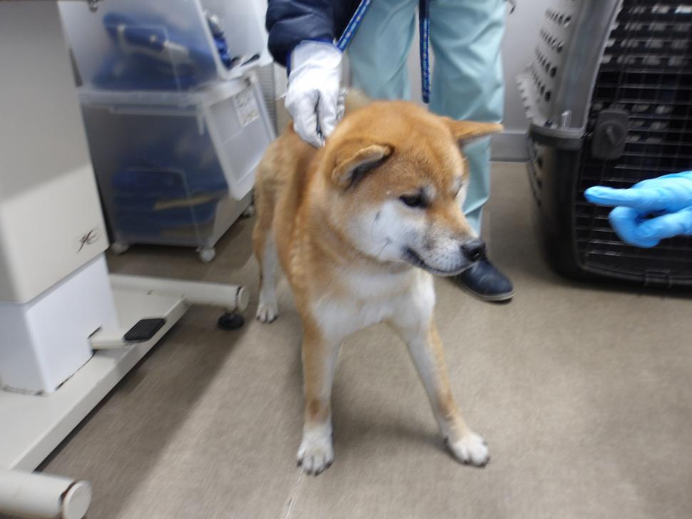 犬の正面からの写真