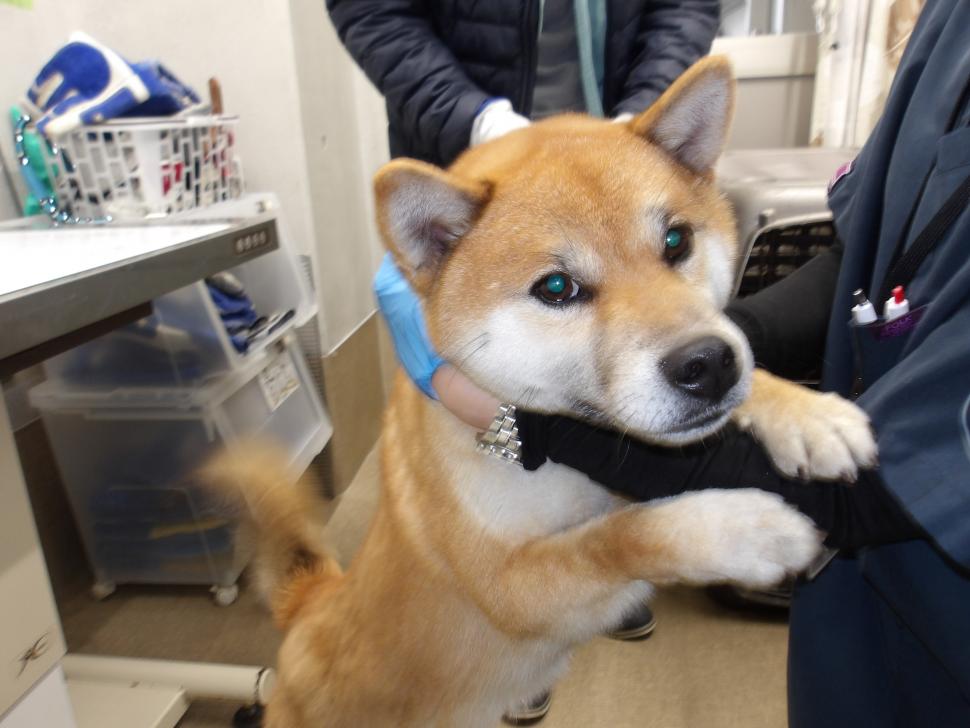 犬の横からの写真
