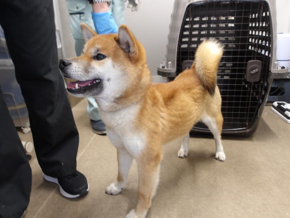 犬の横からの写真その2