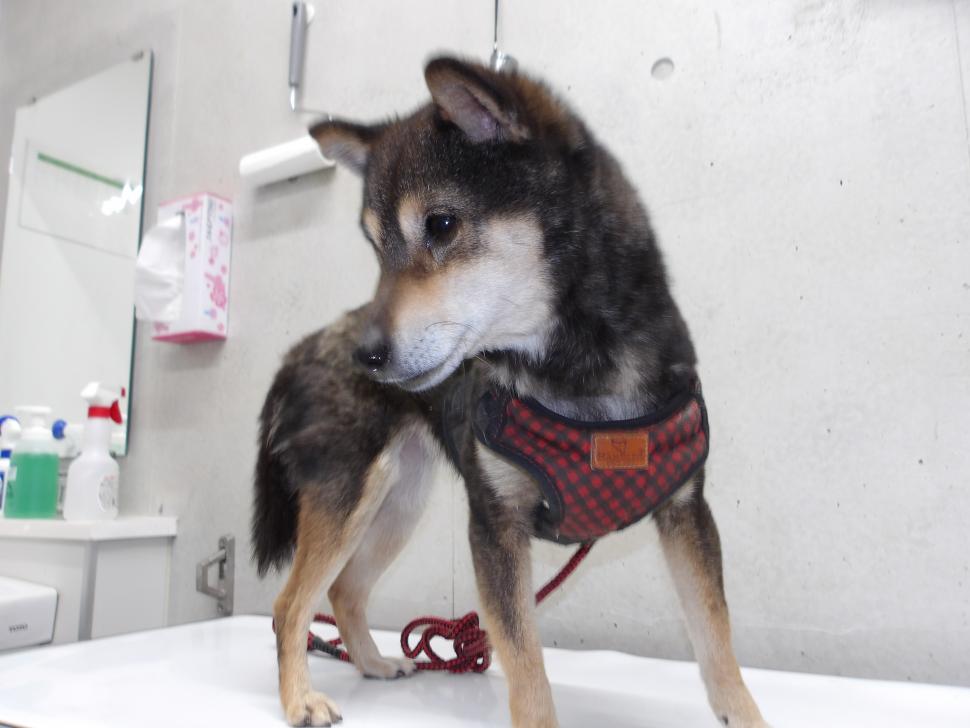 犬の正面からの写真