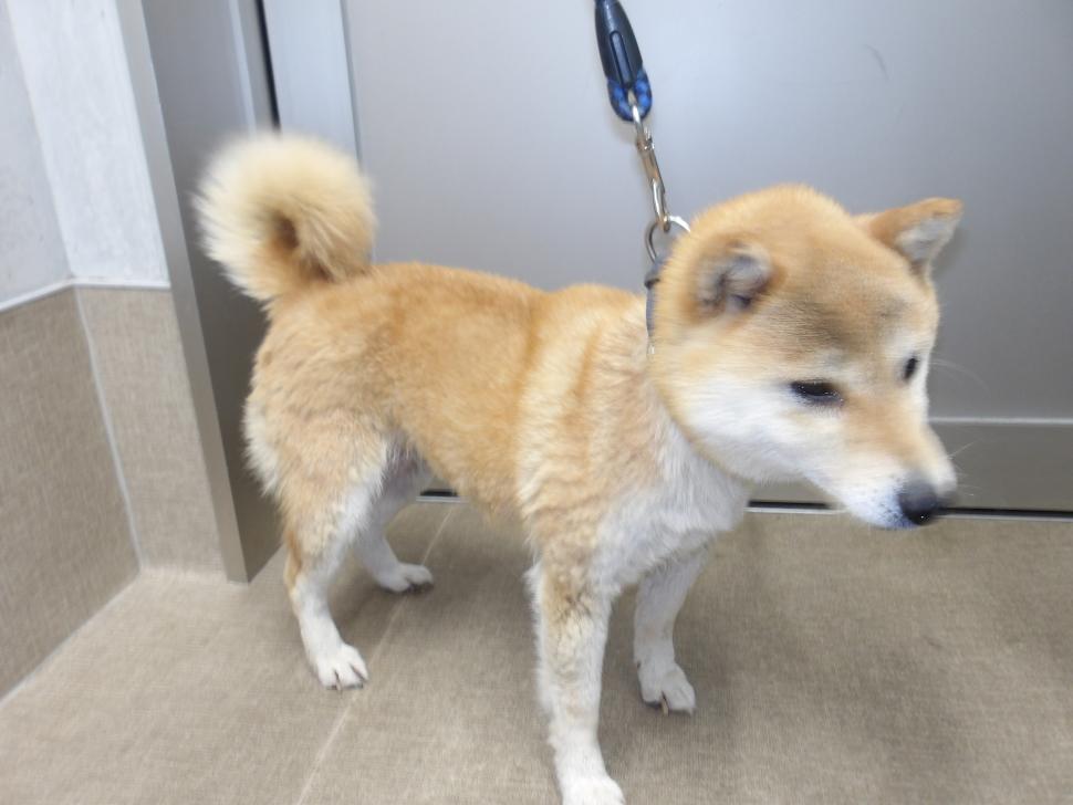 犬の横からの写真